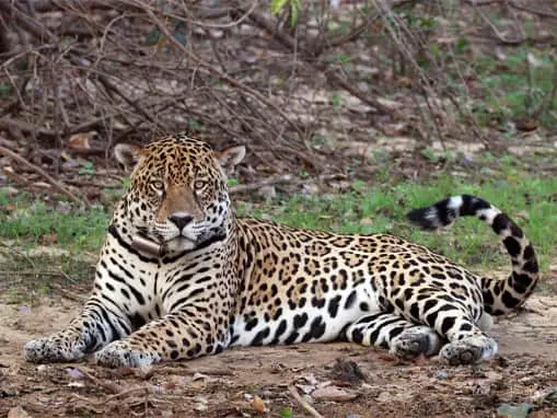Fauna