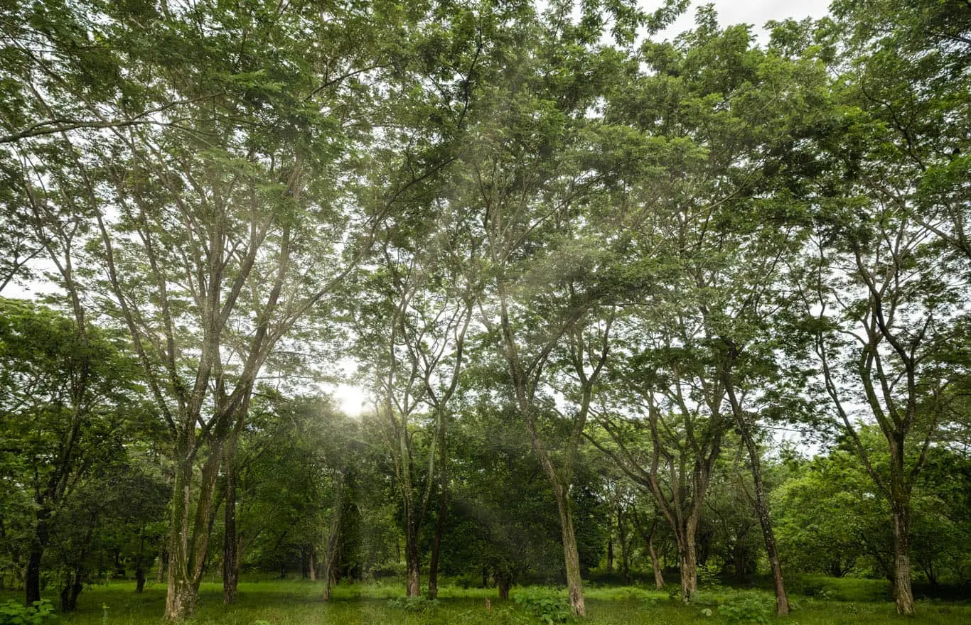 Clima
