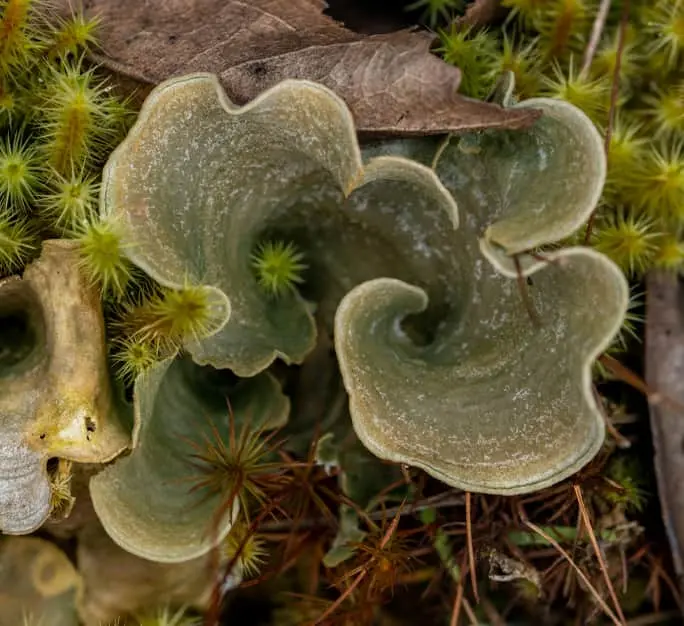 Flora