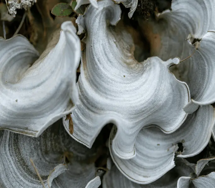 Ecosistemas