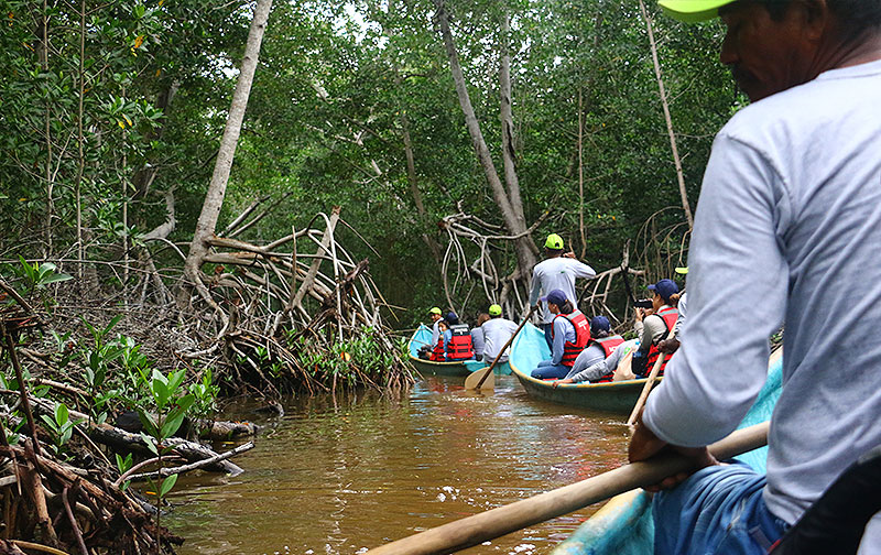 Manglar