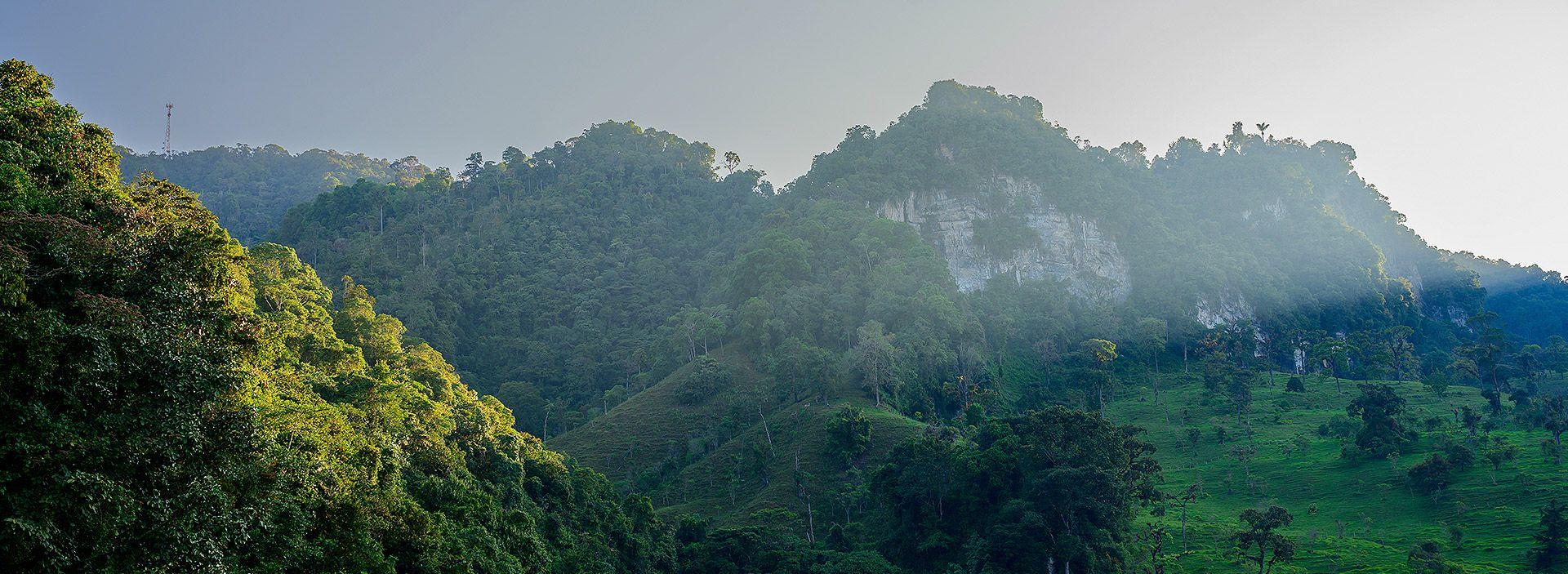 Grupo Ecopetrol contribuye a la conservación y restauración de más de 290 mil hectáreas de bosques