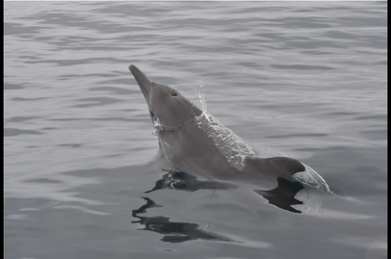La apuesta de Ocensa por la conservación de delfines y aves en el Golfo de Morrosquillo